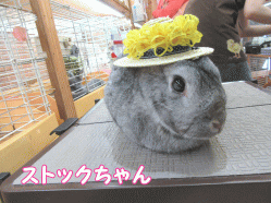 150531g1.gif