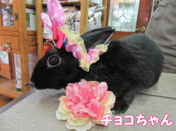 150531h1.gif