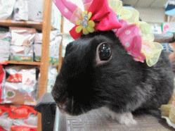 150531h2.gif
