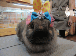 150601d.gif