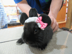 150602d.gif