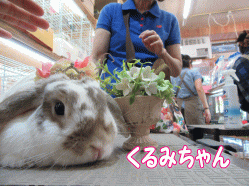 150604a.gif