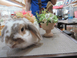 150604b.gif