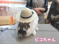 150606c1.gif