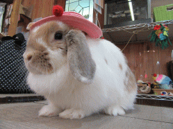 150608f.gif