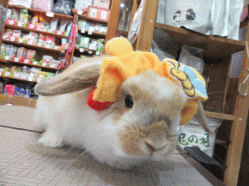 150609f.gif