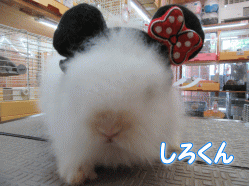 150611a.gif
