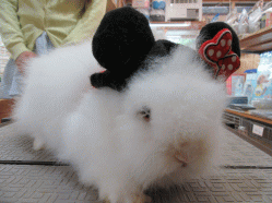 150611b.gif
