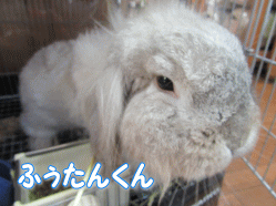 150611e.gif