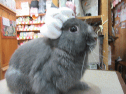 150613b.gif