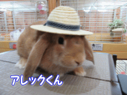 150613c.gif