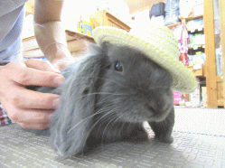 150614a2.gif