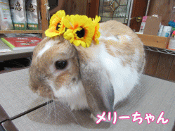 150614c1.gif