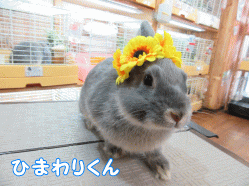 150614d1.gif