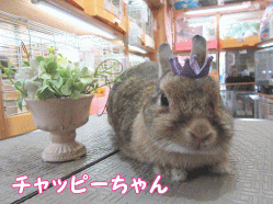 150614e1.gif