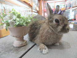 150614e2.gif