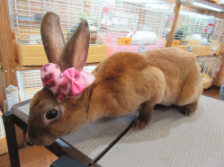 150614f2.gif