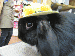 150614k2.gif