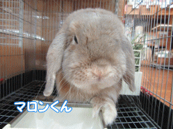 150615a.gif