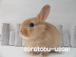150615f.gif