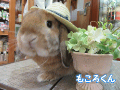 150616a.gif
