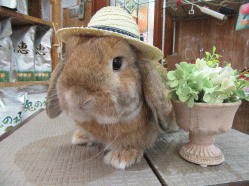150616b.gif