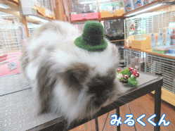 150621b1.gif