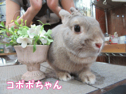 150621c1.gif