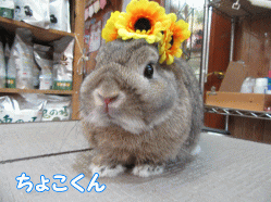 150621g1.gif