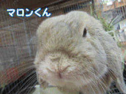 150621h1.gif