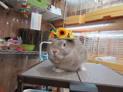 150623b.gif