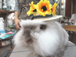 150626a2.gif