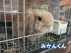 150630c.gif