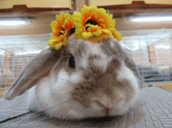 150703f.gif