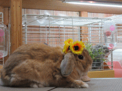 150703b.gif