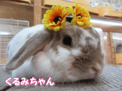 150703g.gif