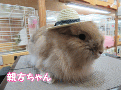 150704a.gif