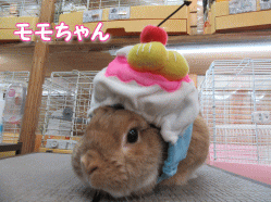 150704c.gif