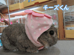 150704e.gif