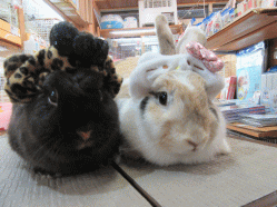 150704h.gif