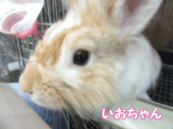 150704m.gif