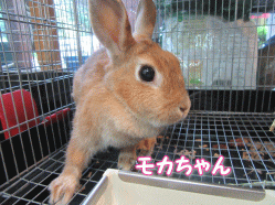 150704q.gif