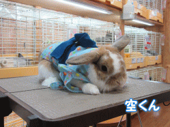 150710c.gif