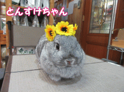 150713g.gif