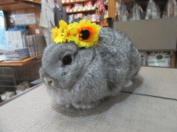 150713h.gif