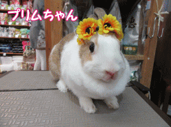 150713i.gif