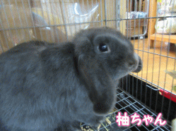 150717e.gif