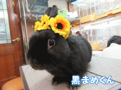 150718c.gif
