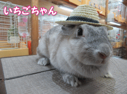 150719z1.gif