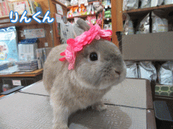 150719z3.gif
